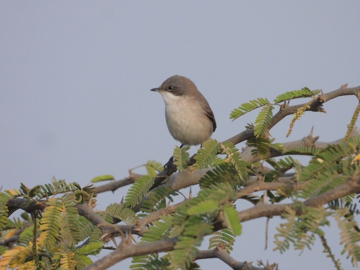 Küçük Ak Gerdanlı Ötleğen - ML646791651