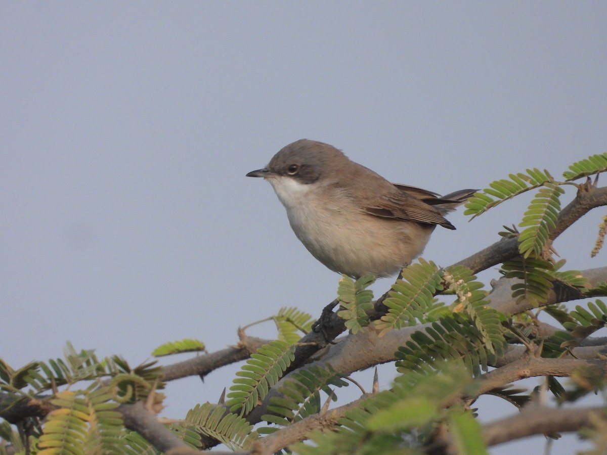 Küçük Ak Gerdanlı Ötleğen - ML646791652