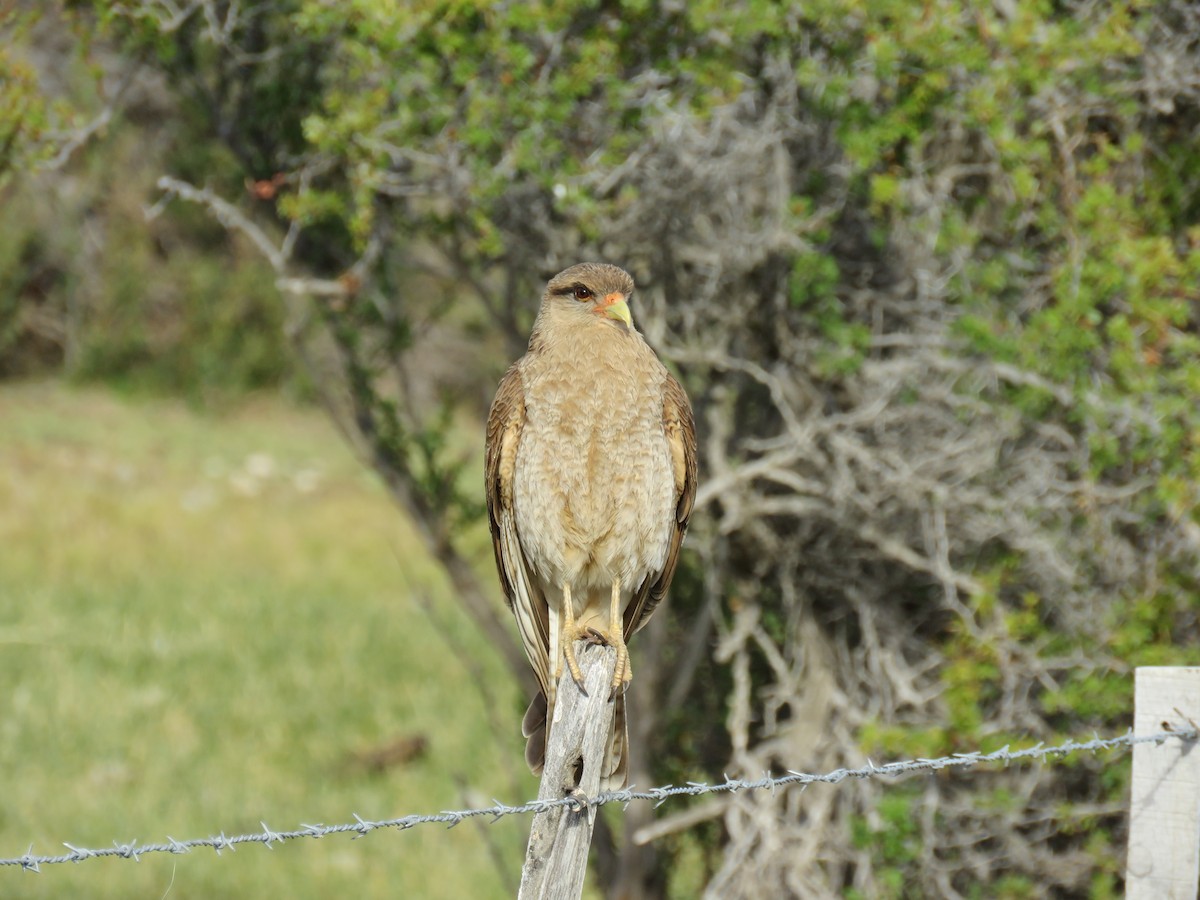 Chimango Caracara - ML646791654