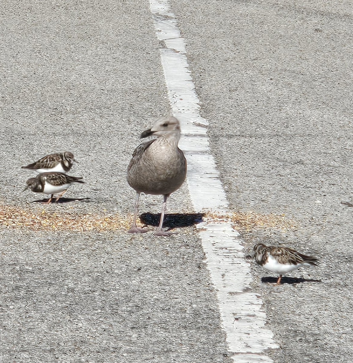 Kanadamöwe - ML646791661