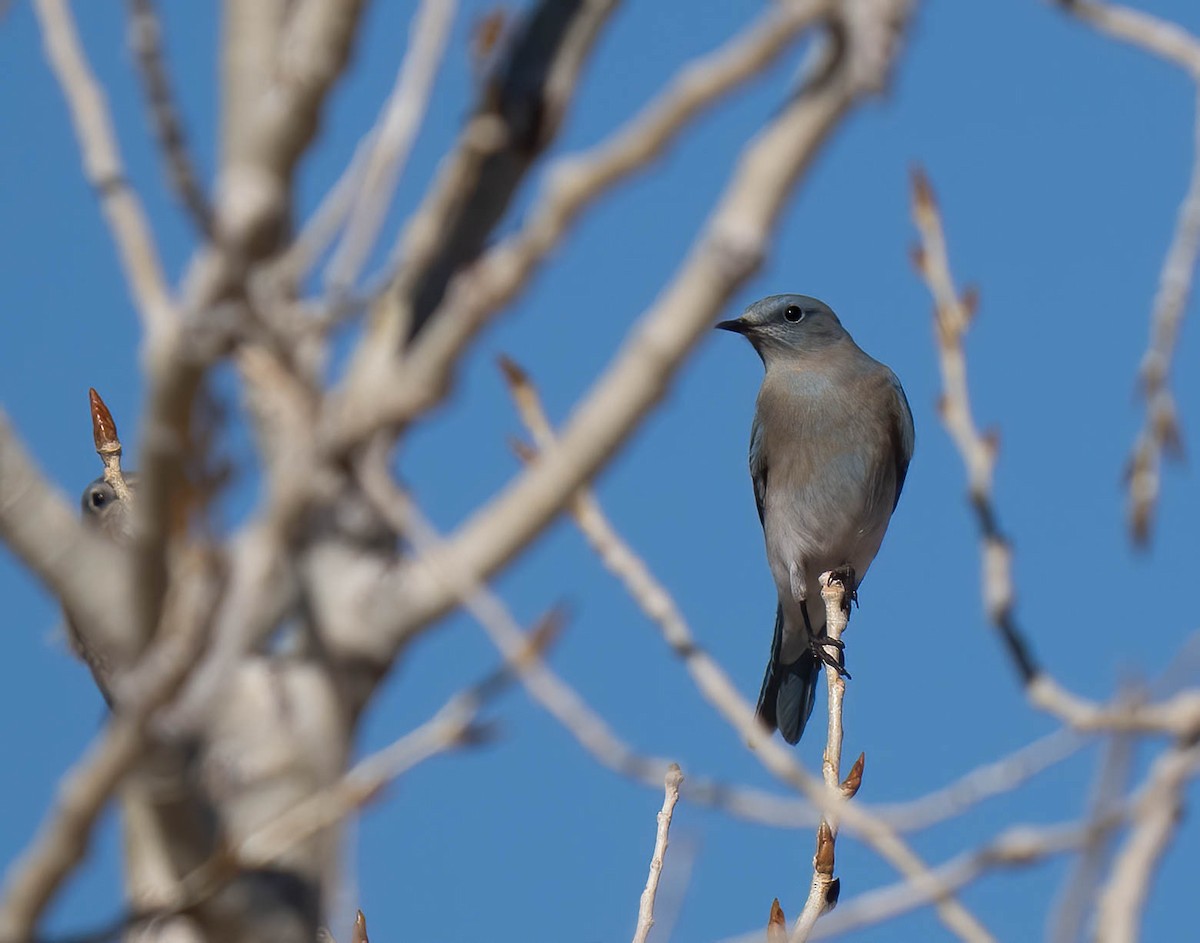 Dağ Mavi Ardıcı - ML646791662