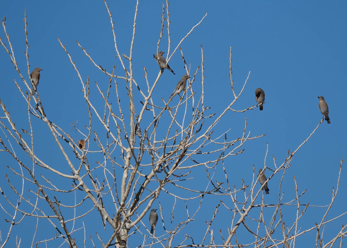 Dağ Mavi Ardıcı - ML646791663