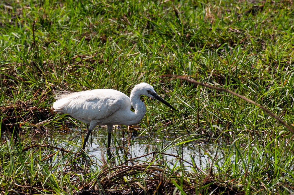 Seidenreiher - ML646791666