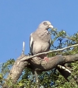 Bare-eyed Pigeon - ML646791668