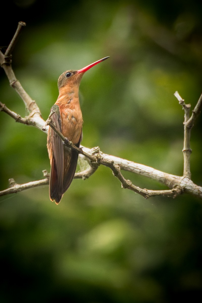 Cinnamon Hummingbird - ML646791669