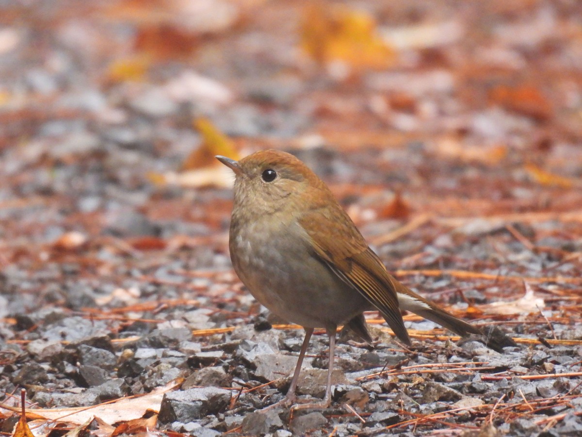 Russet Nightingale-Thrush - ML646791671