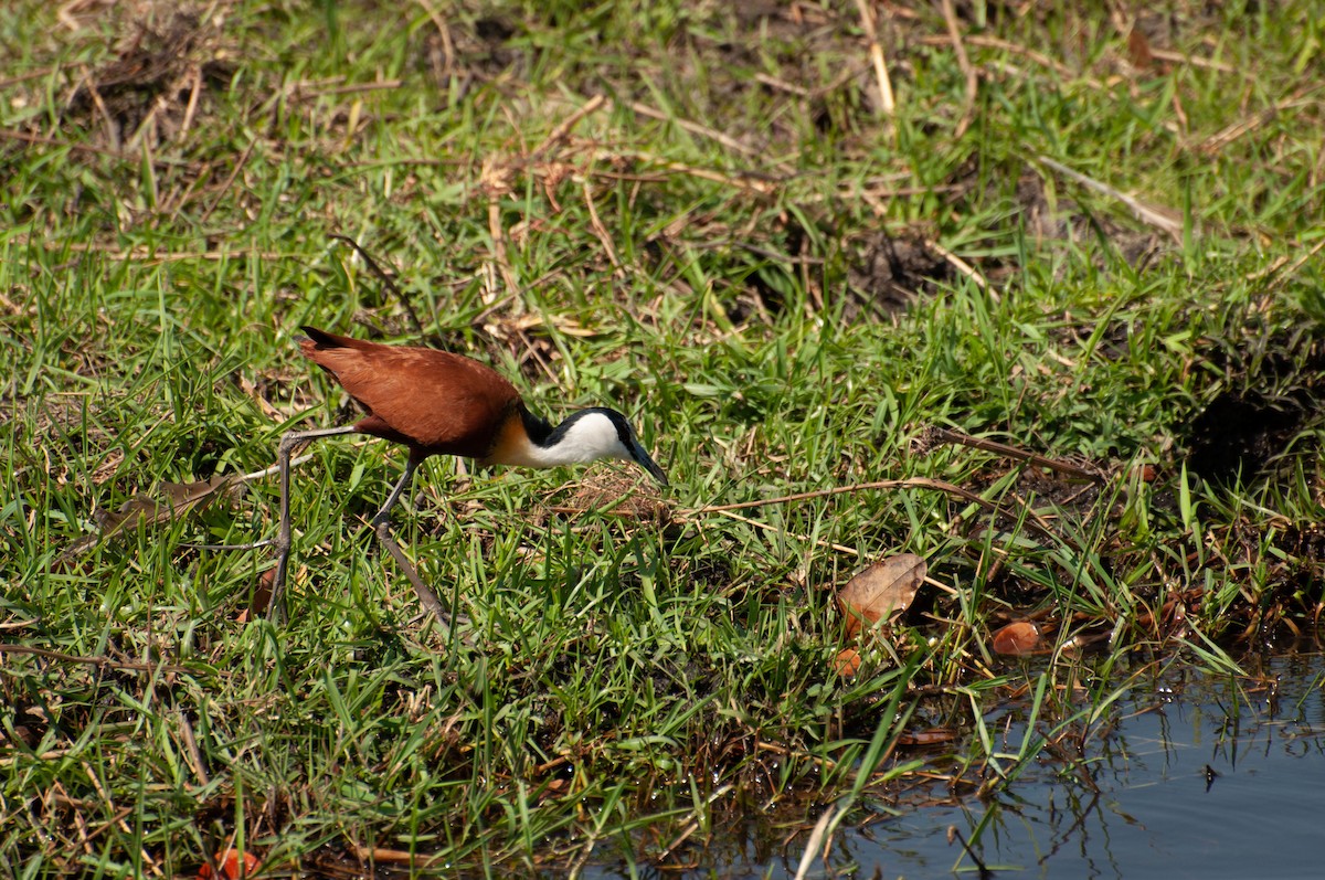 Blaustirn-Blatthühnchen - ML646791673