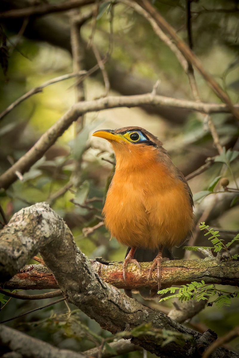 Lesser Ground-Cuckoo - ML646791675