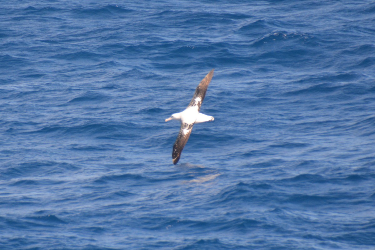 vandrealbatross - ML646791678