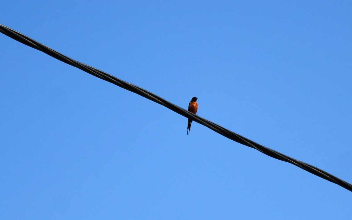Rufous-bellied Swallow - ML646791679