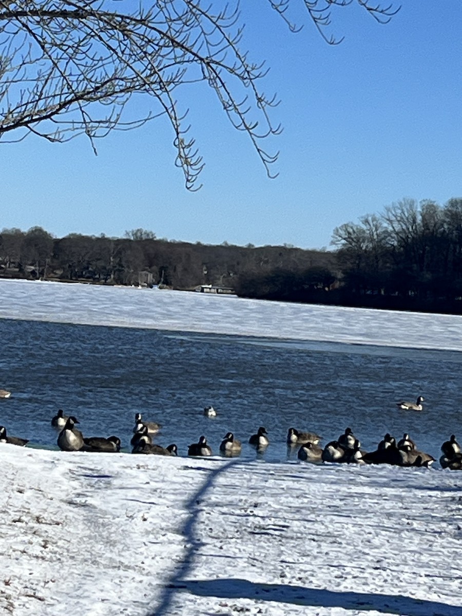 Цасны галуу - ML646791680