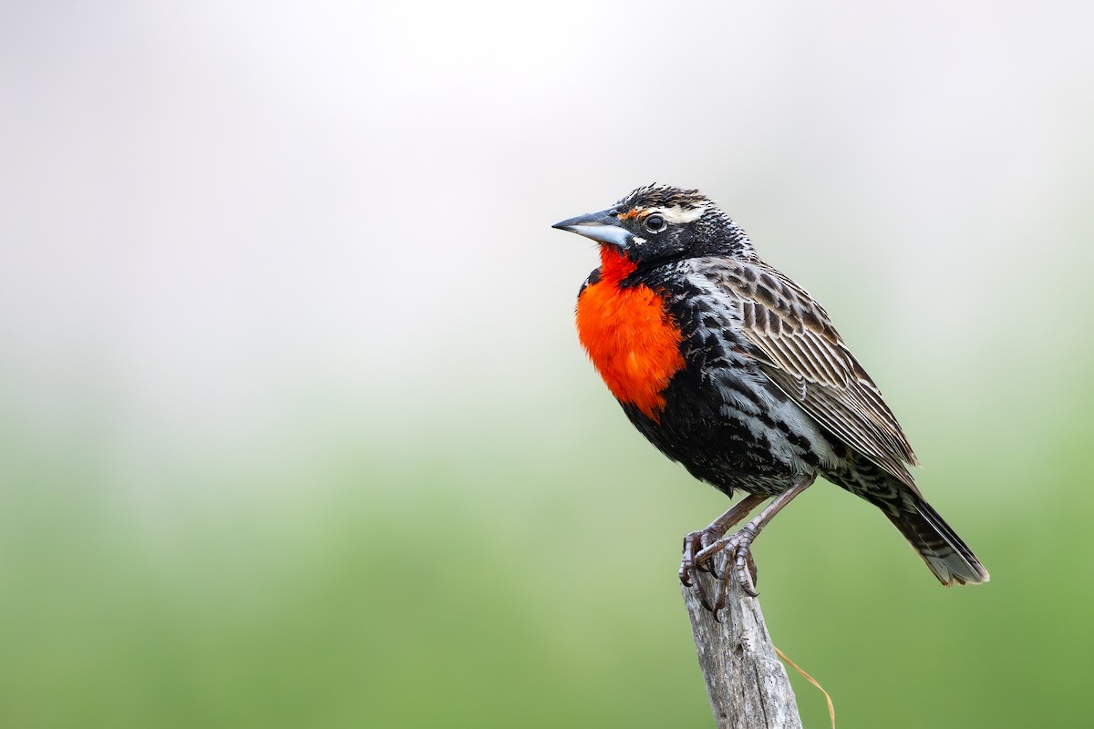 Peruvian Meadowlark - ML646791681