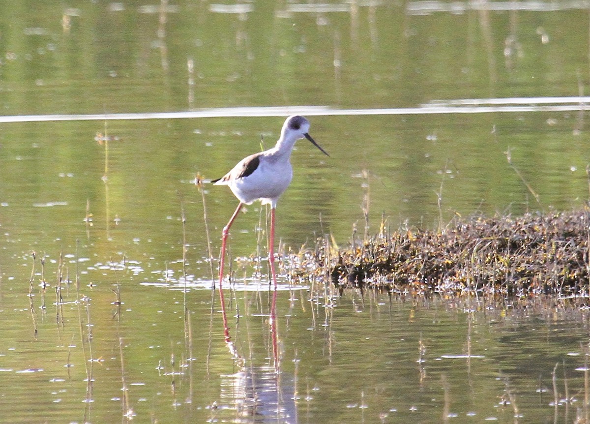Black-winged Stilt - ML646791684
