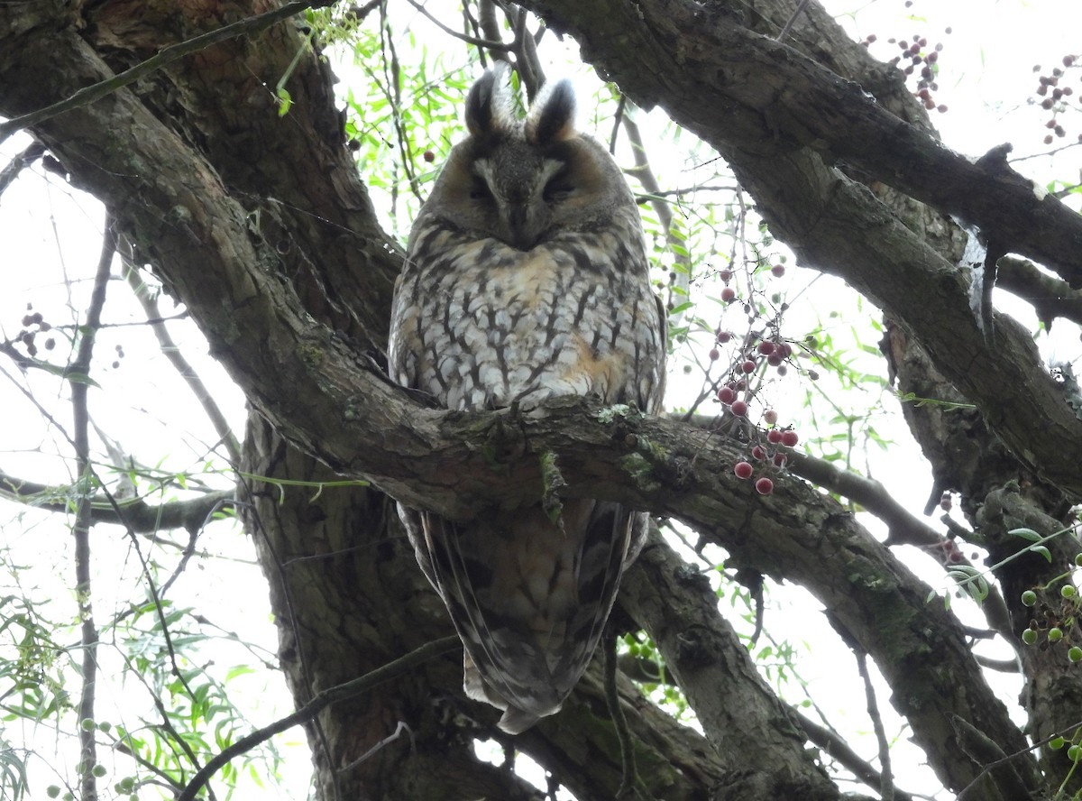 Waldohreule - ML646791685