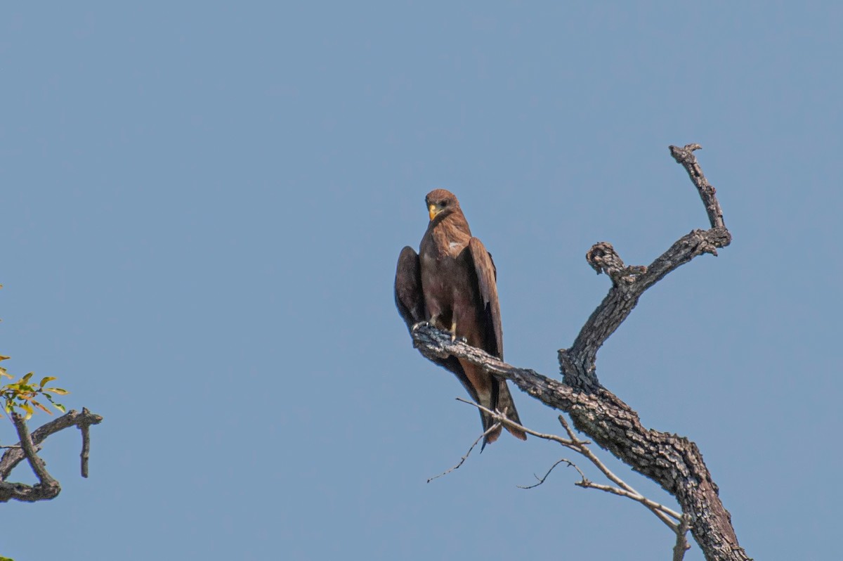 Schwarzmilan - ML646791686