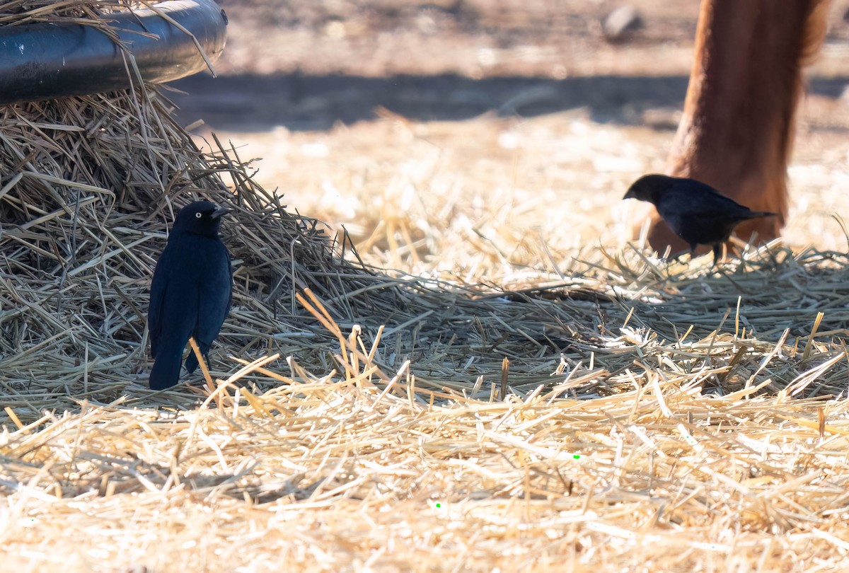 Brewer Karatavuğu - ML646791687