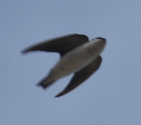 Western House-Martin - ML646791688