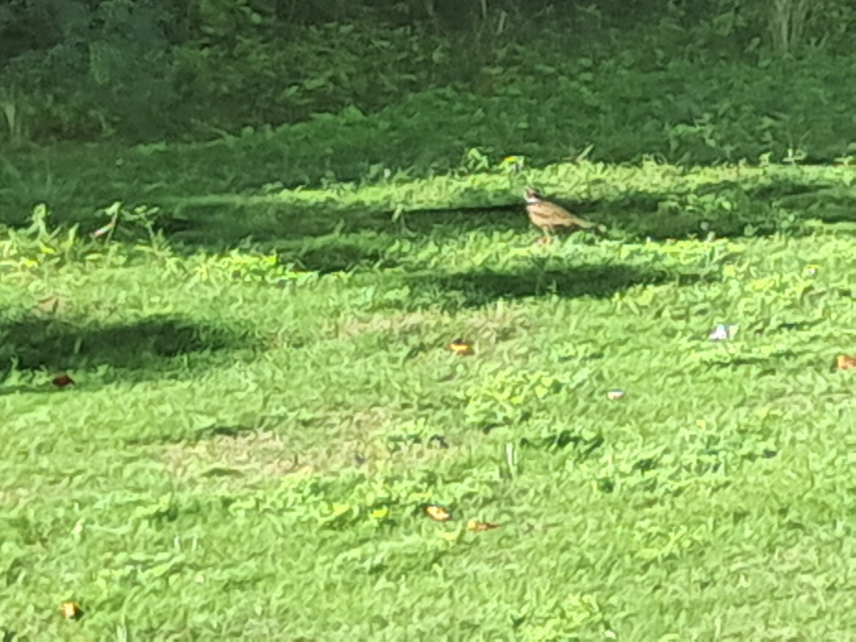 Keilschwanz-Regenpfeifer - ML646791689