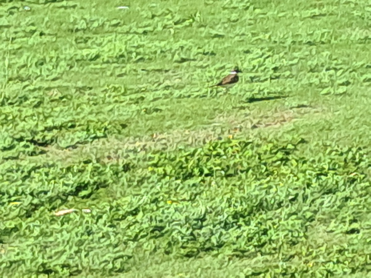 Keilschwanz-Regenpfeifer - ML646791690