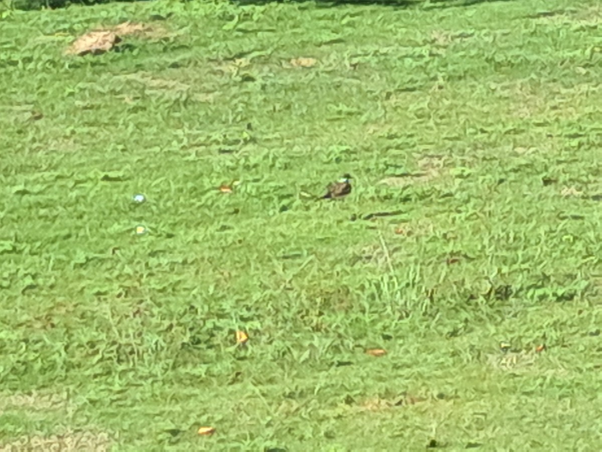 Keilschwanz-Regenpfeifer - ML646791691