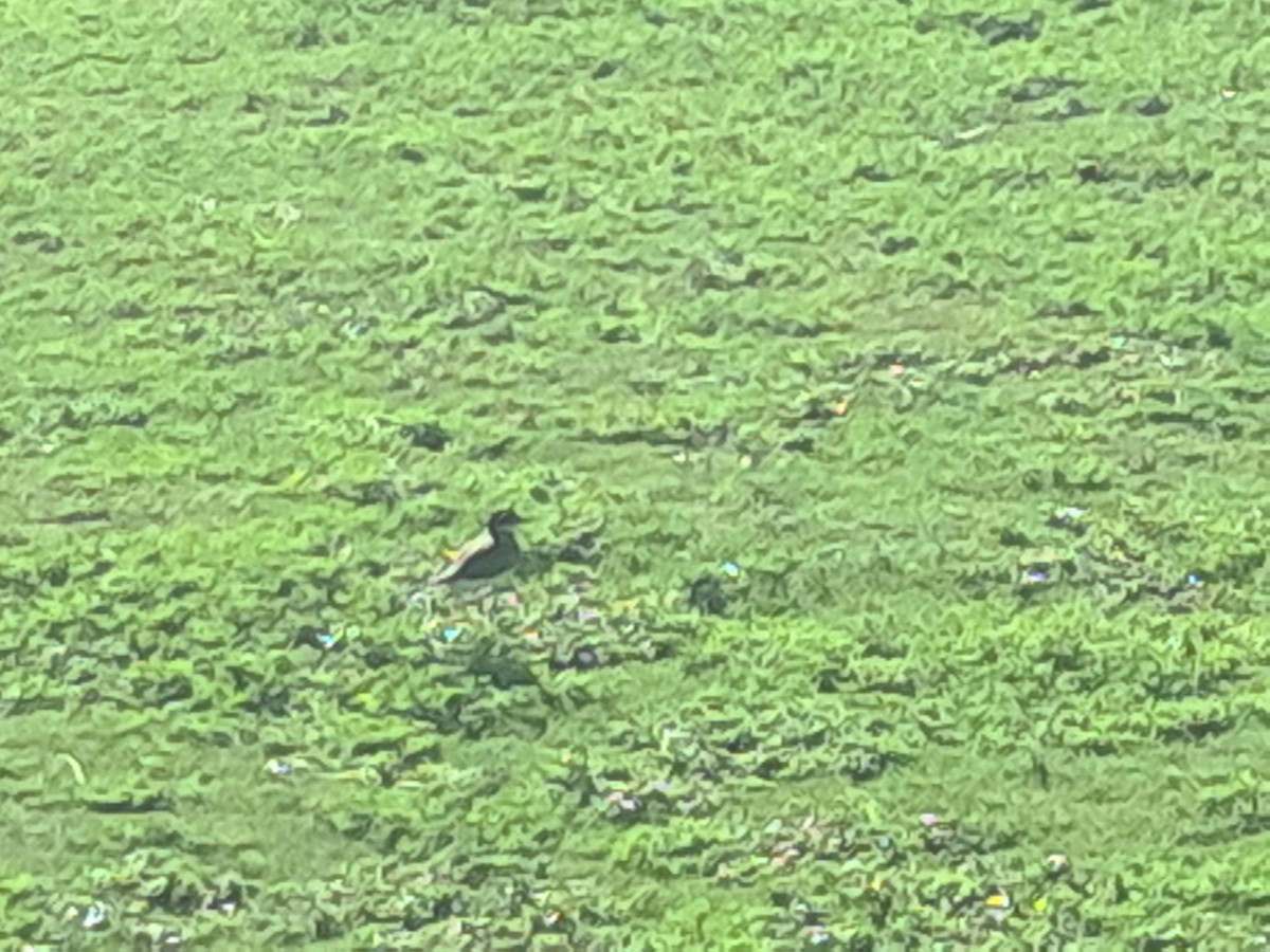 Keilschwanz-Regenpfeifer - ML646791692