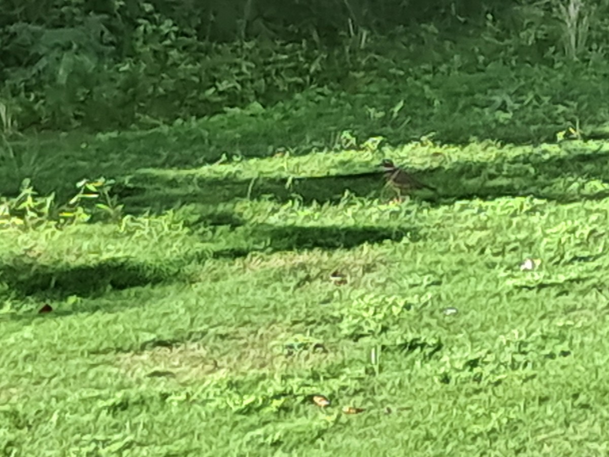 Keilschwanz-Regenpfeifer - ML646791693