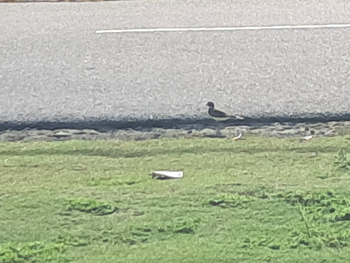 Keilschwanz-Regenpfeifer - ML646791694