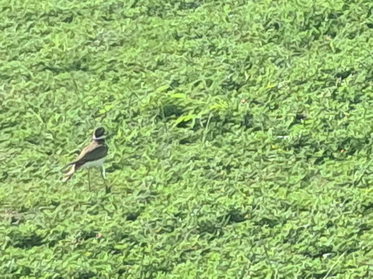 Keilschwanz-Regenpfeifer - ML646791695