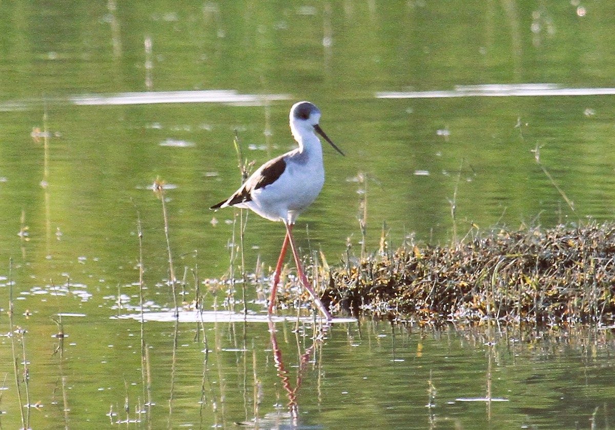 Black-winged Stilt - ML646791696
