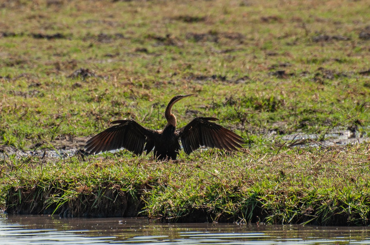 Afrika-Schlangenhalsvogel - ML646791697