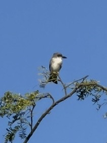 Gray Kingbird - ML646791698