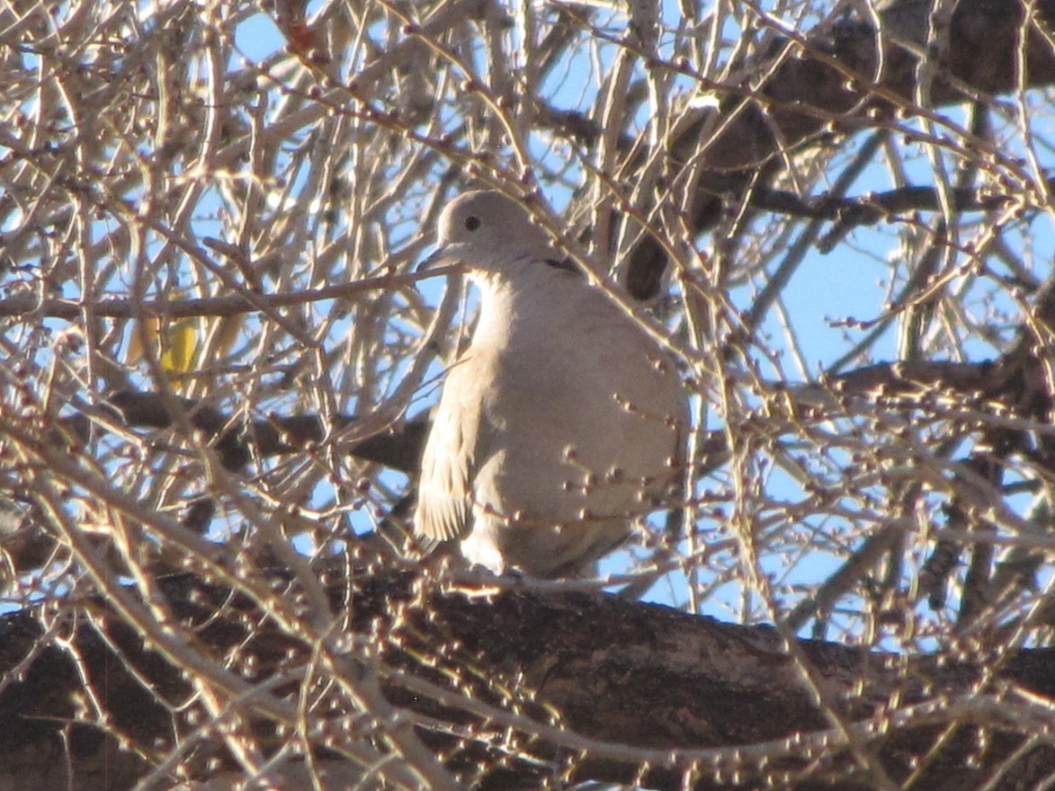 Буулгат хүүрзгэнэ - ML646791700