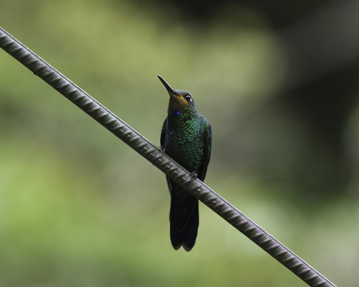 Green-crowned Brilliant - ML646791701