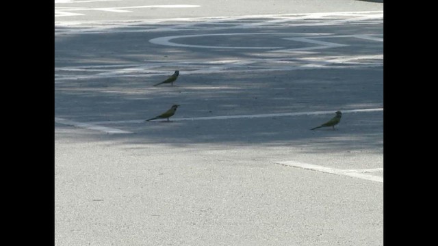 Arabian Green Bee-eater - ML646791702