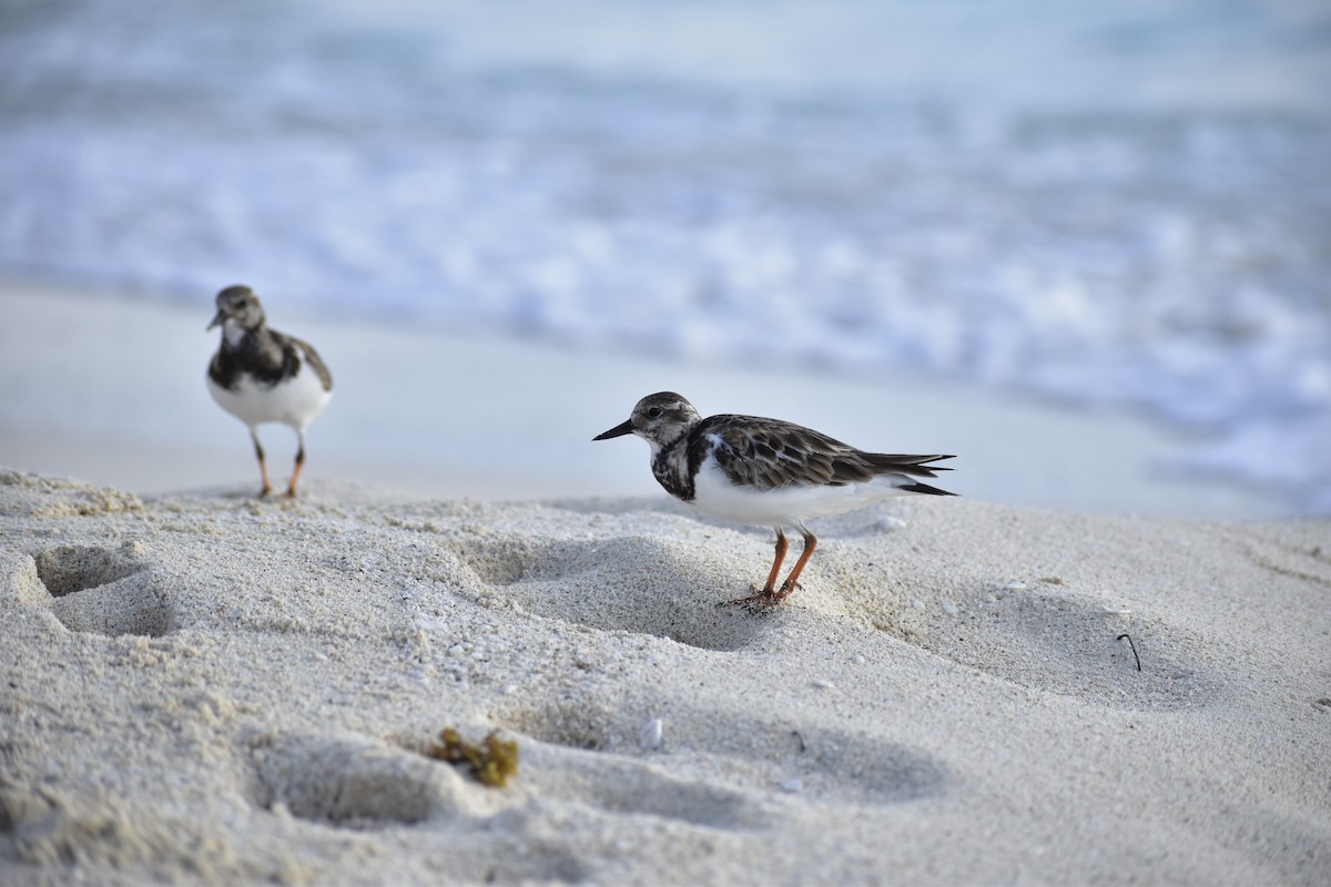 Ruddy Turnstone - ML646791703