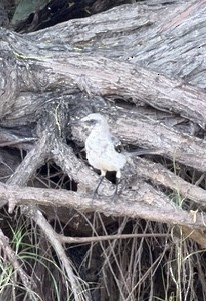 Tropical Mockingbird - ML646791704