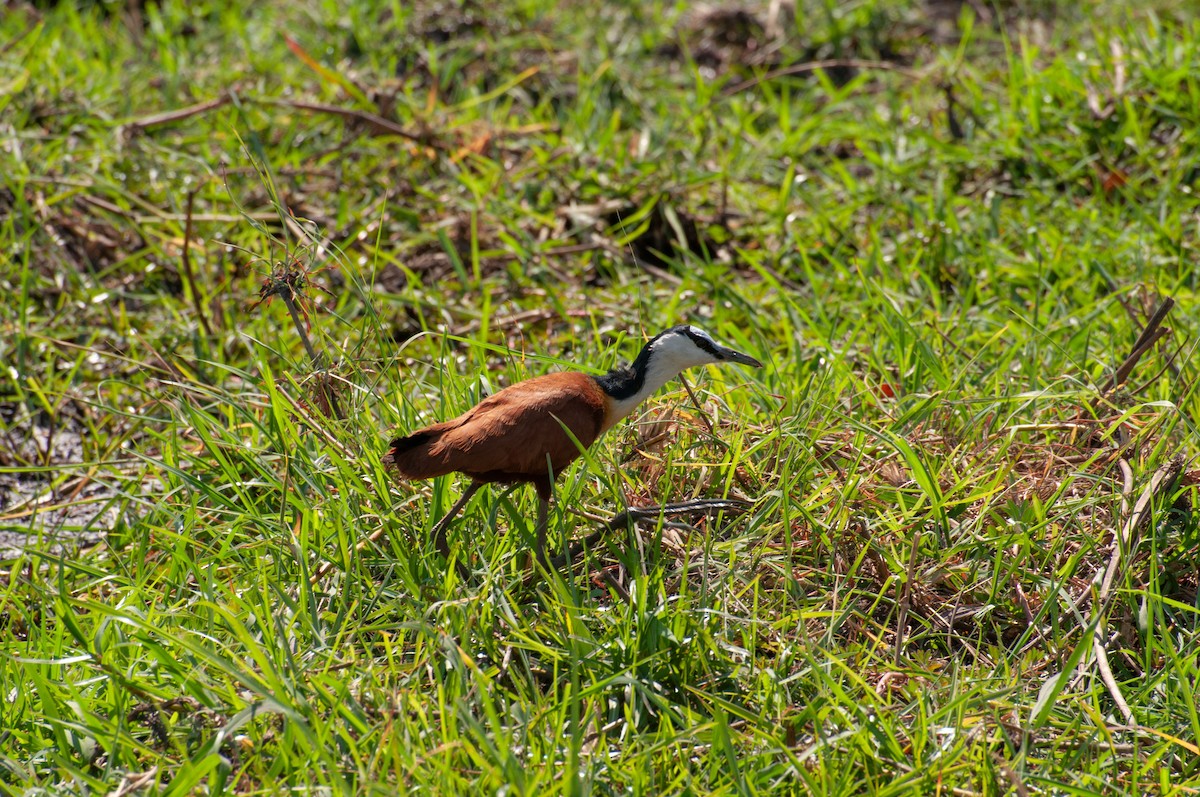 Blaustirn-Blatthühnchen - ML646791705