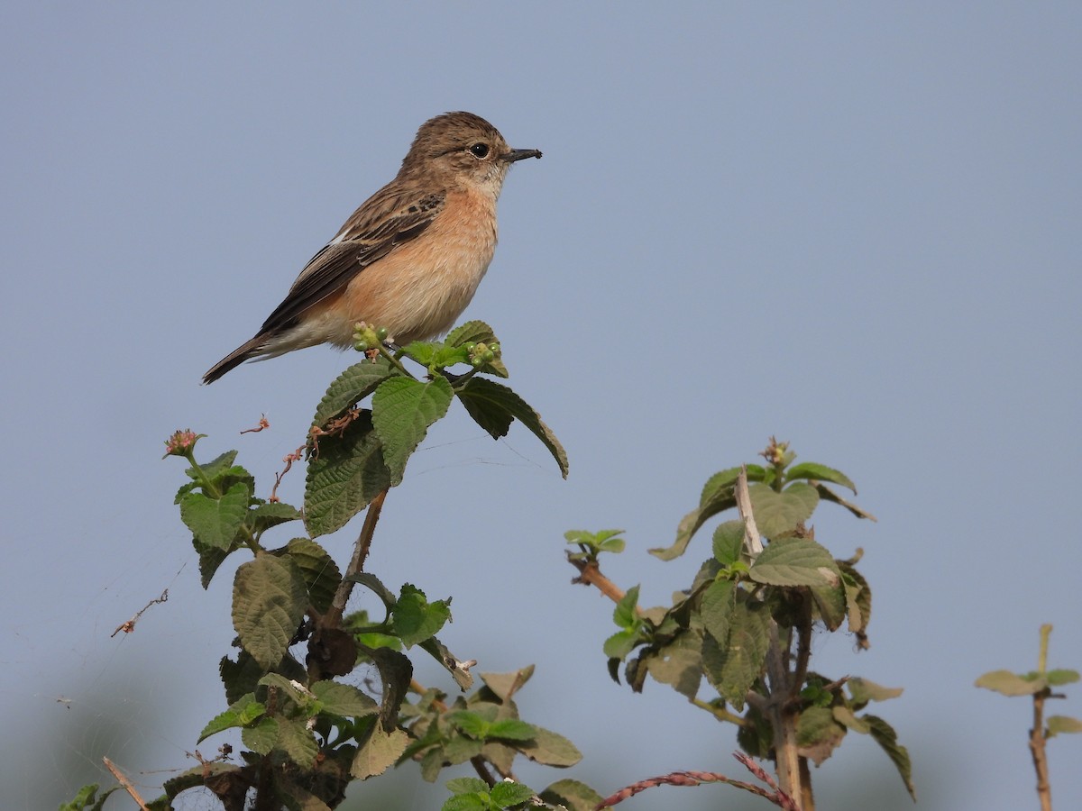 Sibirya Taşkuşu - ML646791710