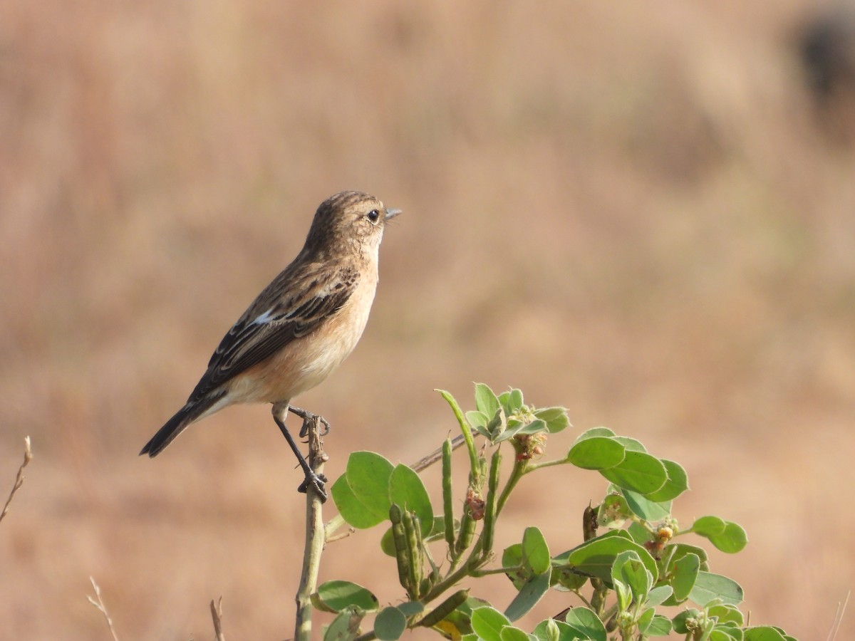 Sibirya Taşkuşu - ML646791711