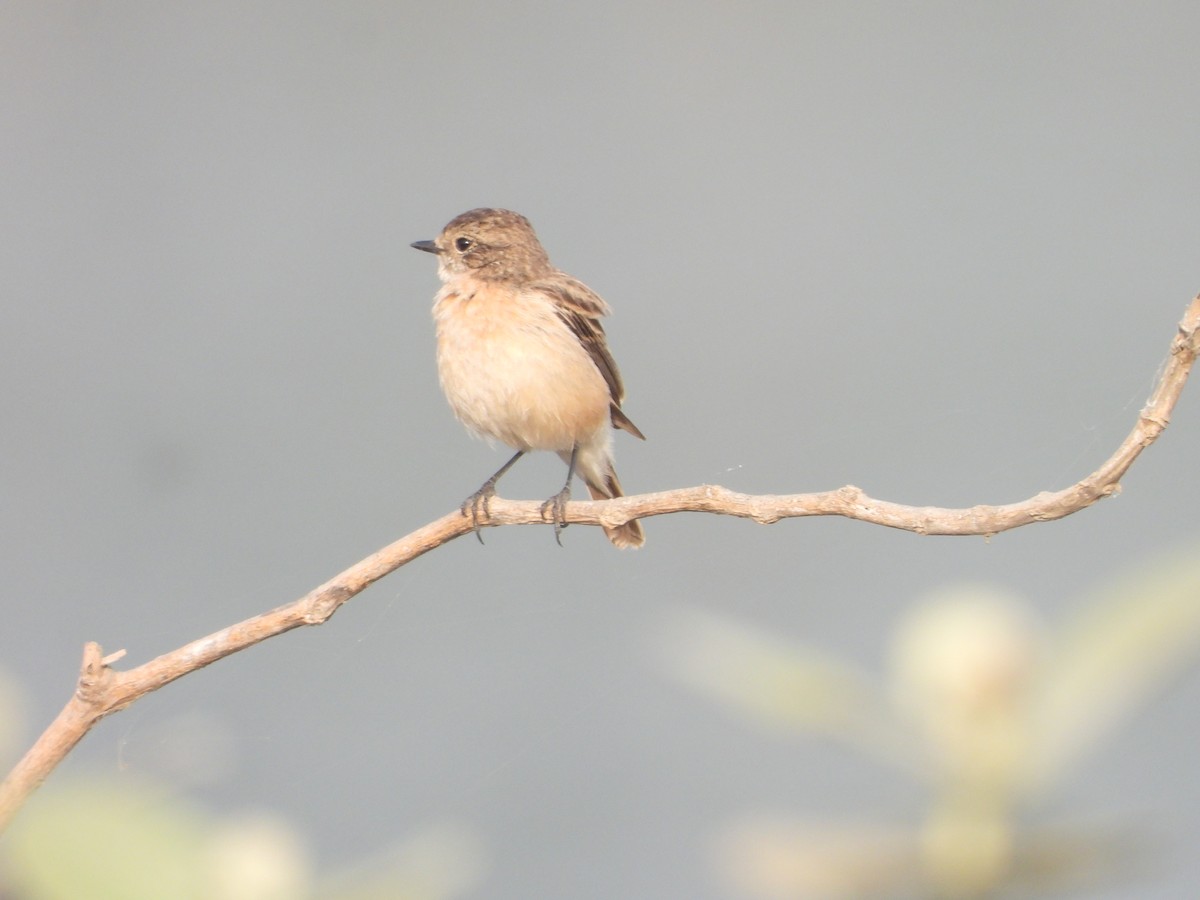 Sibirya Taşkuşu - ML646791712