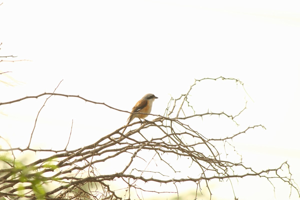 Bay-backed Shrike - ML646791714
