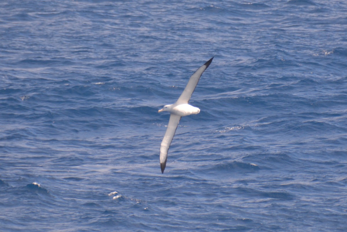 vandrealbatross - ML646791716