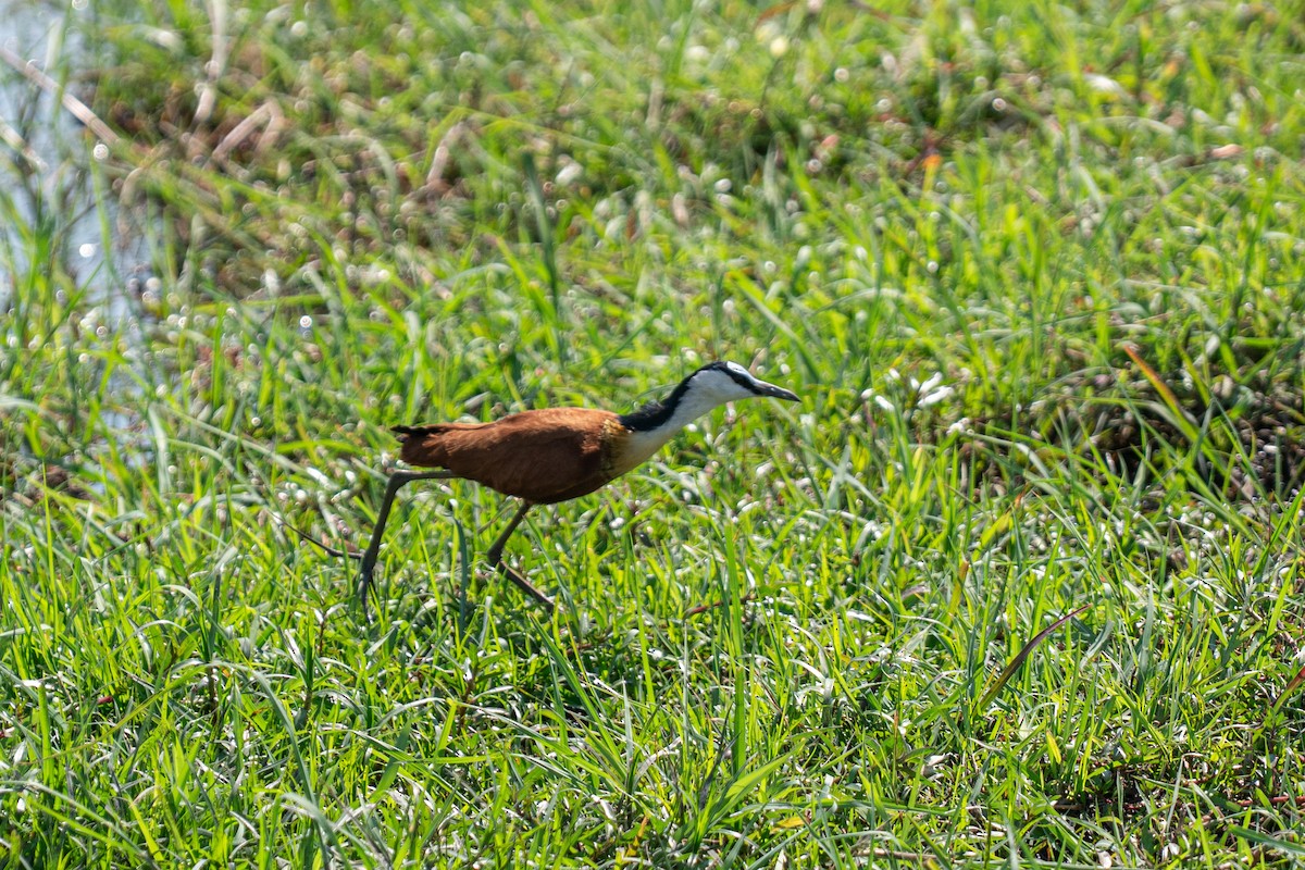 Blaustirn-Blatthühnchen - ML646791719