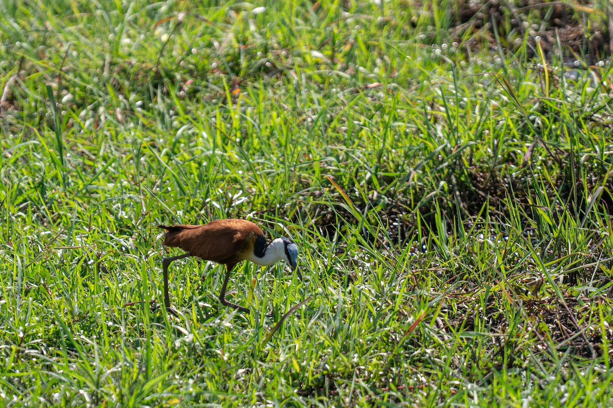 Blaustirn-Blatthühnchen - ML646791720