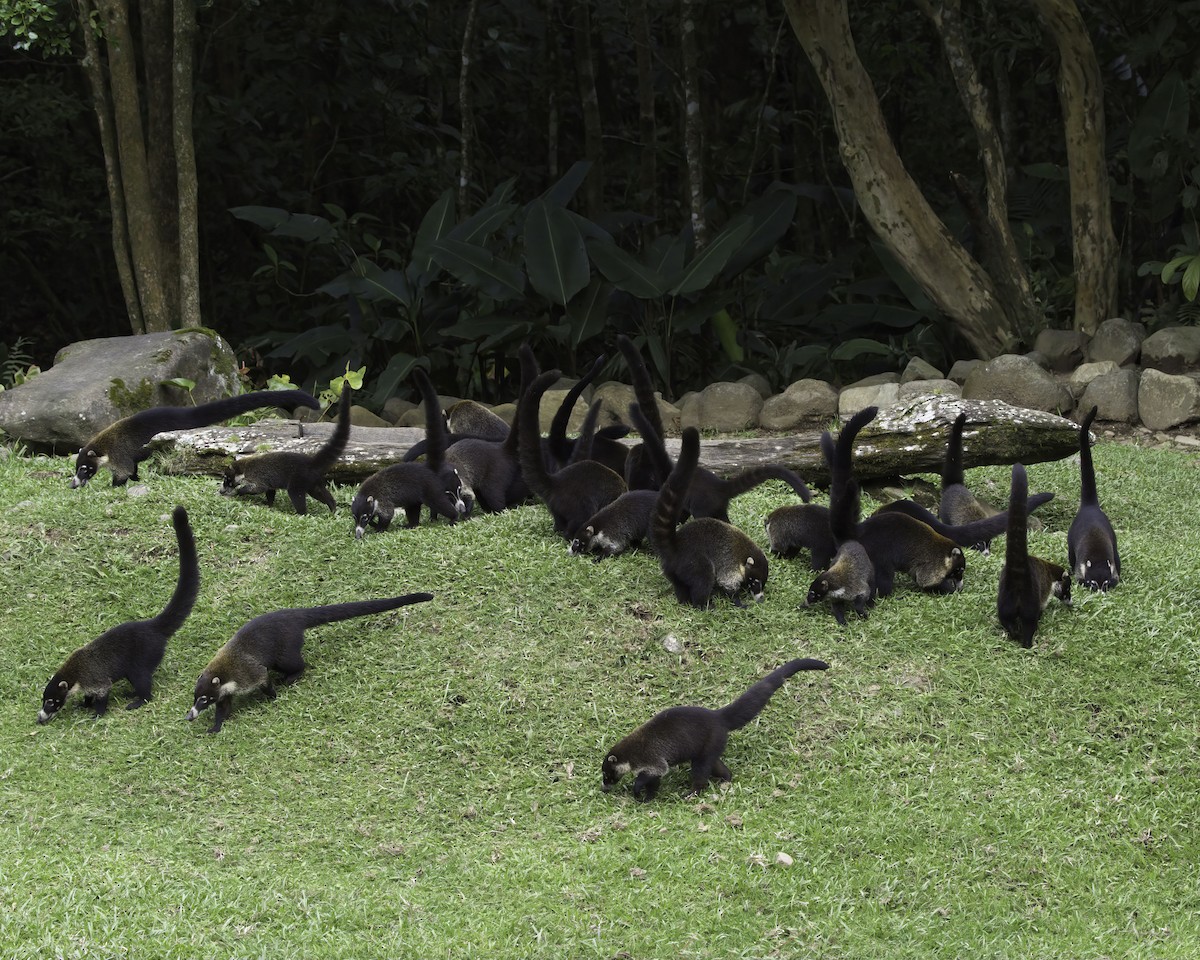 White-nosed Coati - ML646791721