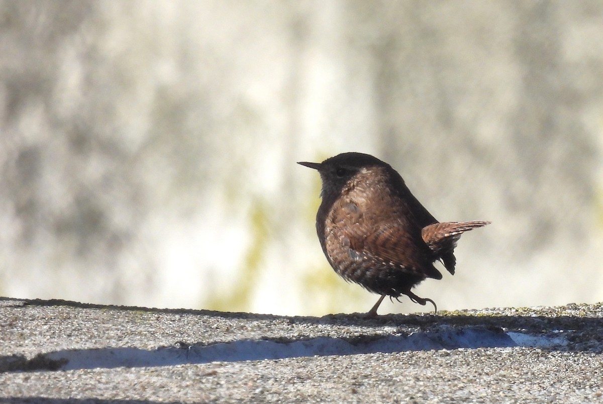 Winter Wren - ML646791723