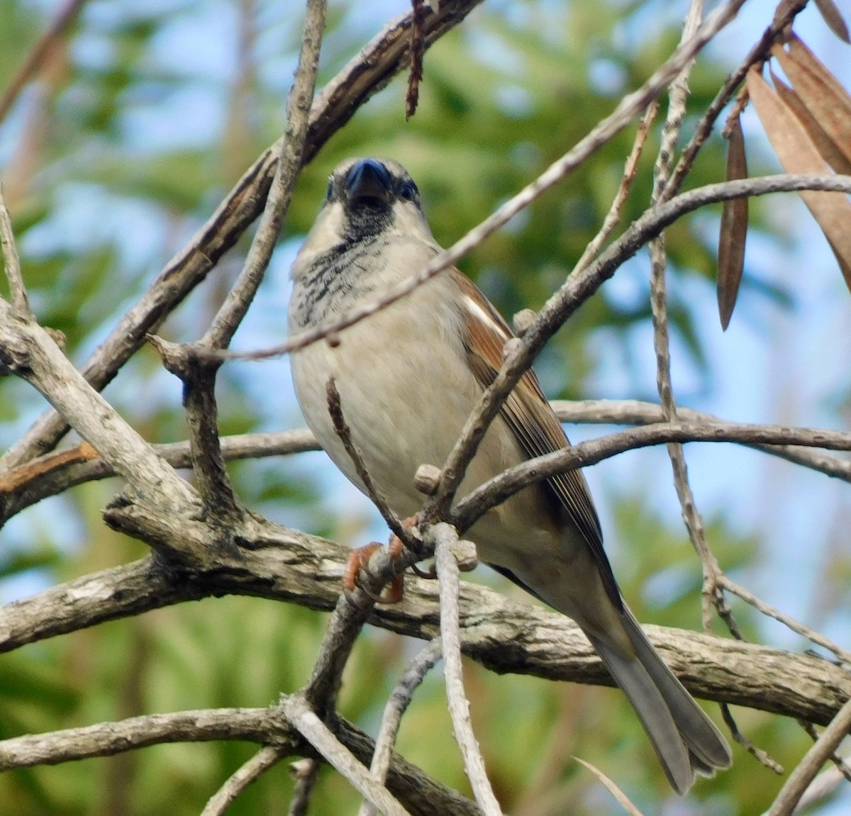 Moineau domestique - ML646791726