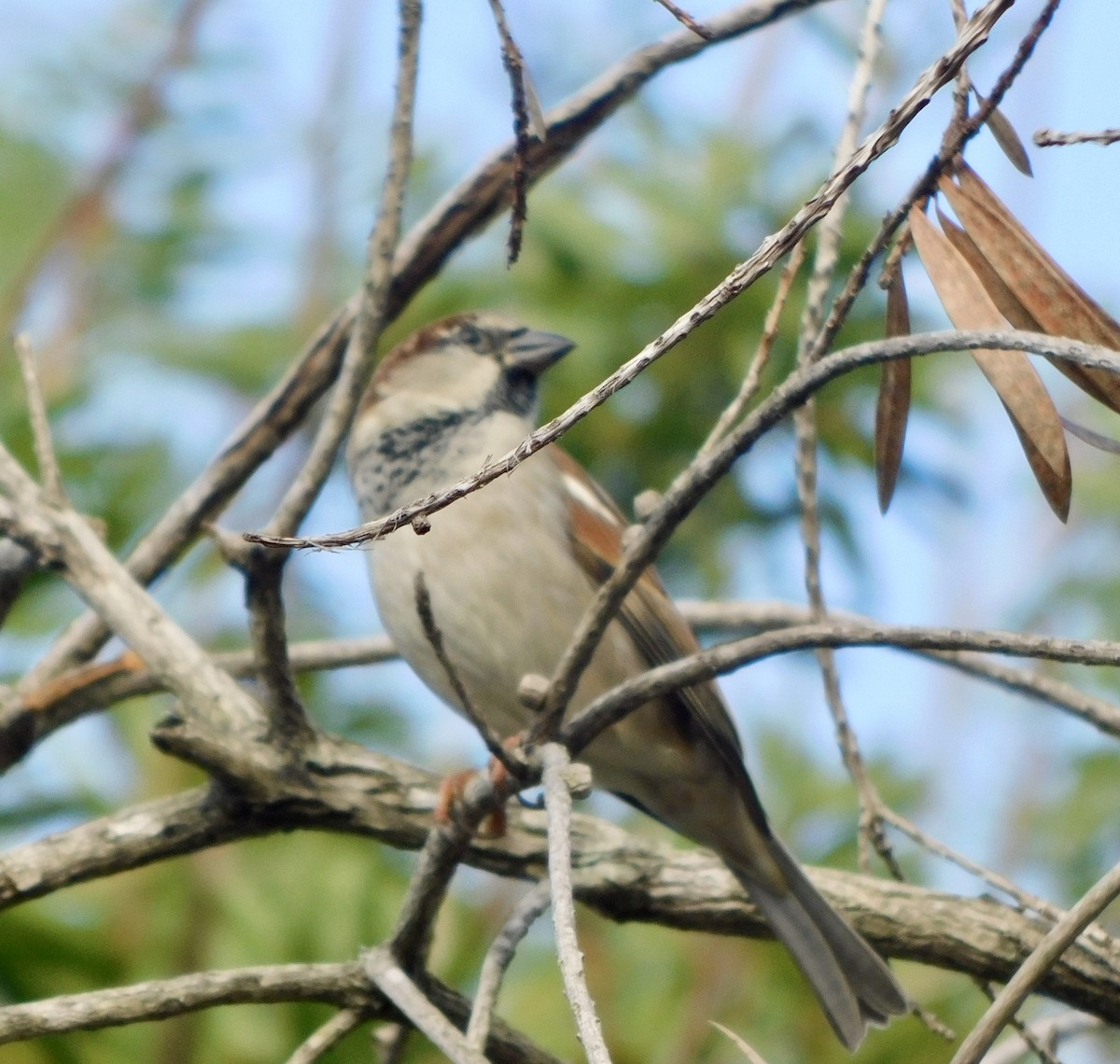 Moineau domestique - ML646791727