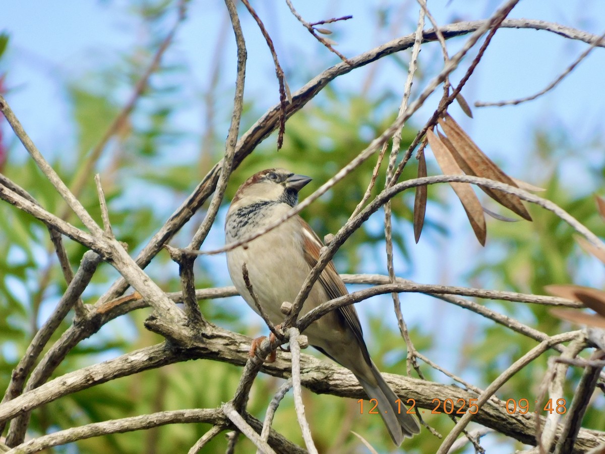 Moineau domestique - ML646791728