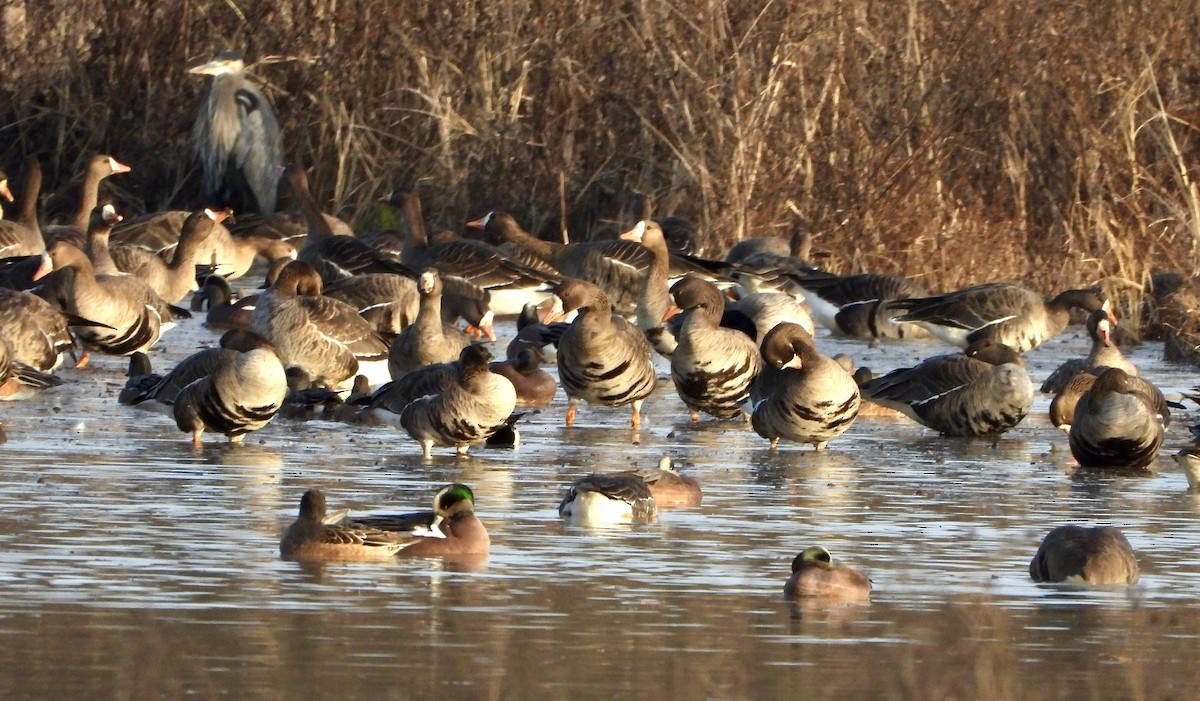 Ahate txistulari amerikarra - ML646791729